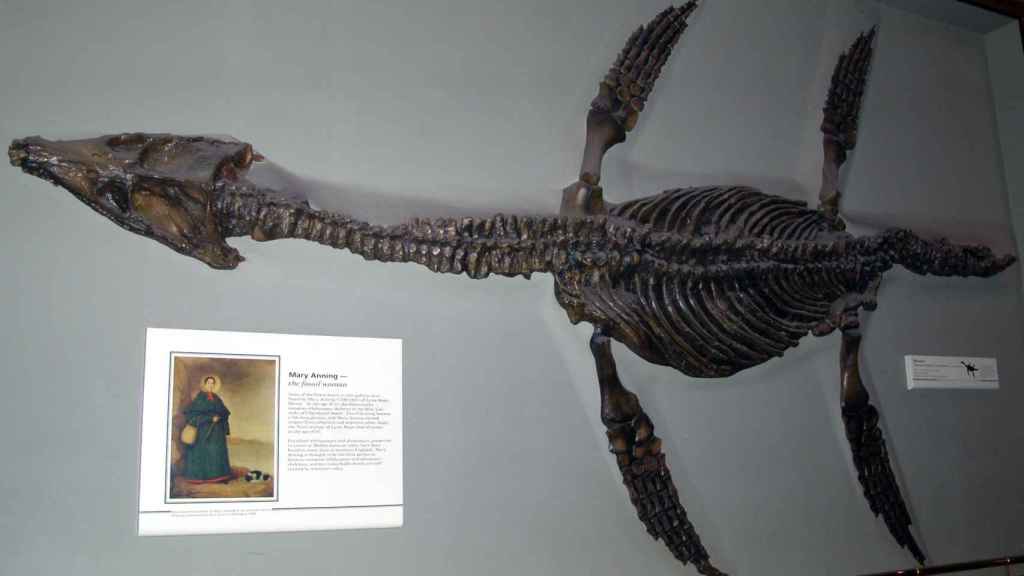 El Rhomaleosaurus cramptoni expuesto en el Museo de Historia Natural con el retrato de Mary Anning (y su perro)