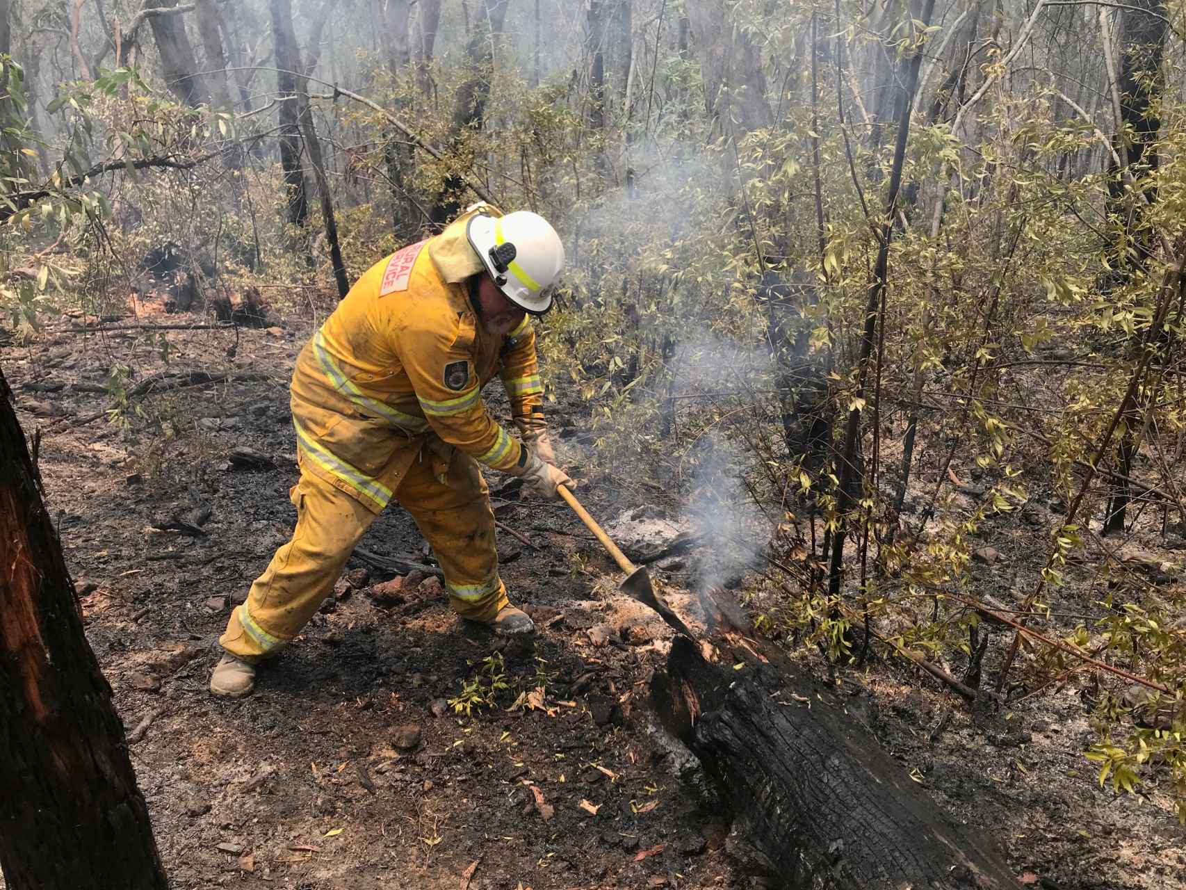 Resultado de imagen para incendios en australia fotos de animales muertos